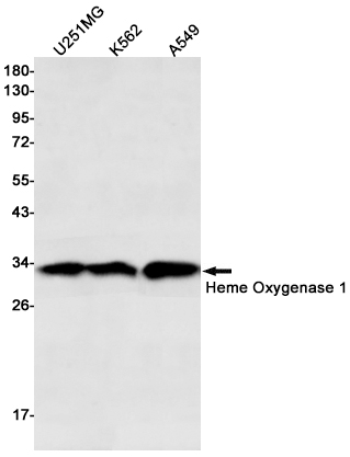 Heme Oxygenase 1 Rabbit mAb