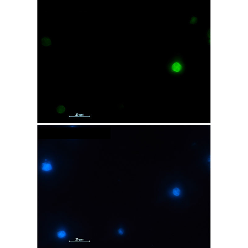 Histone H2A.X Rabbit mAb