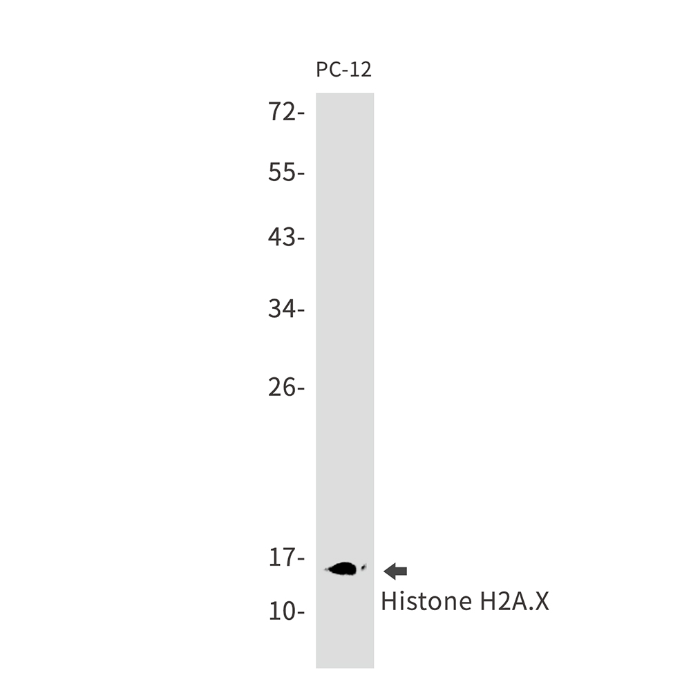 Histone H2A.X Rabbit mAb