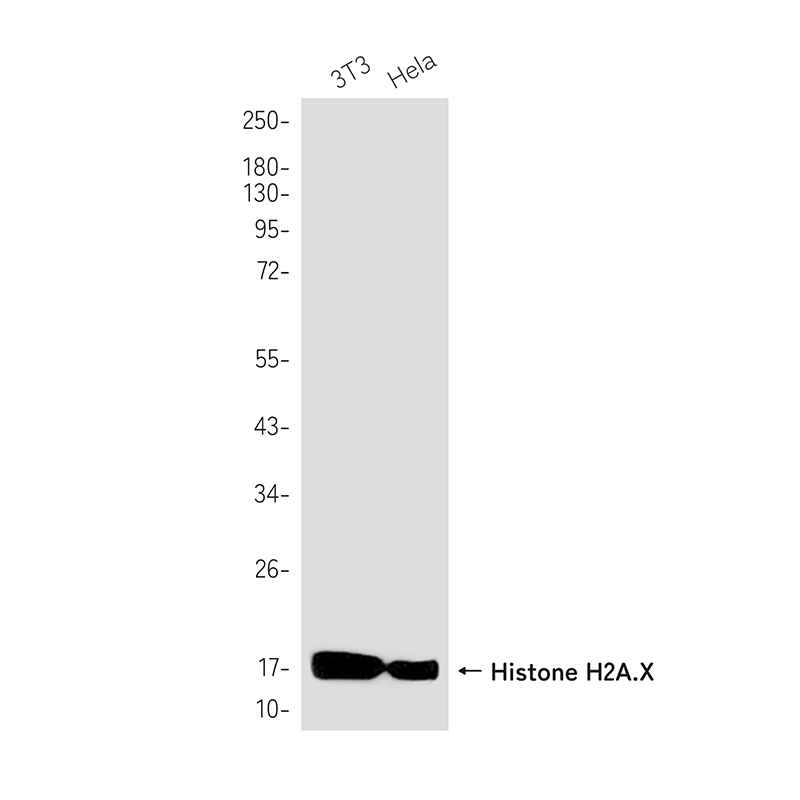 Histone H2A.X Rabbit mAb