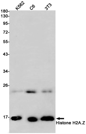 Histone H2A.Z Rabbit mAb