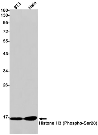 Phospho-Histone H3 (Ser28) Rabbit mAb