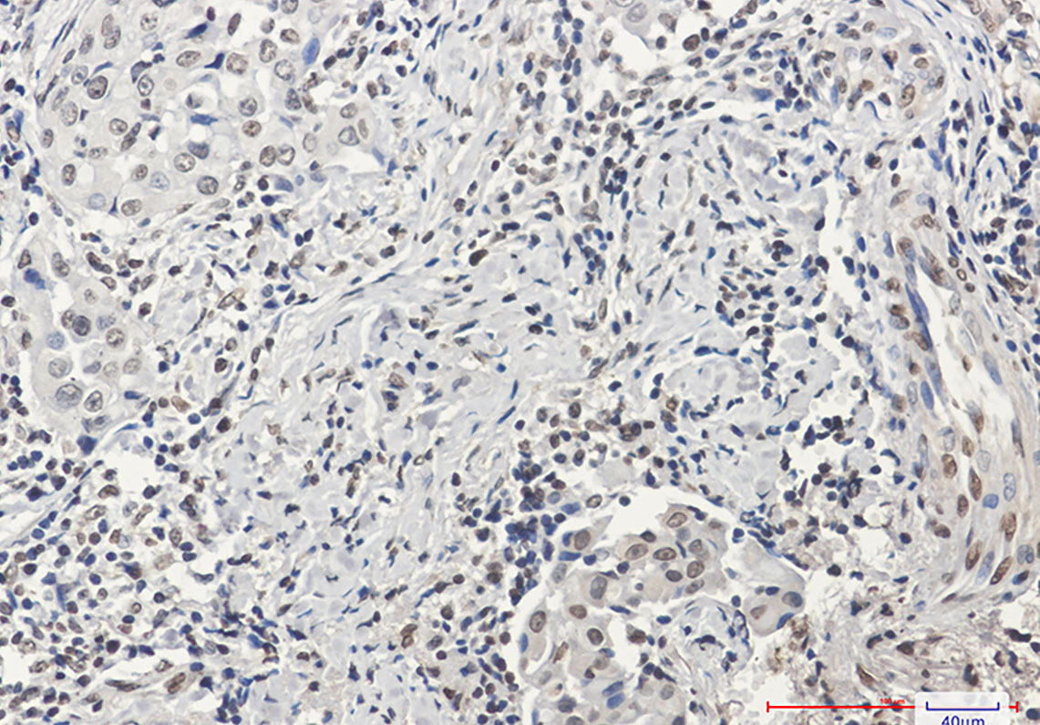 Histone H3 Rabbit mAb