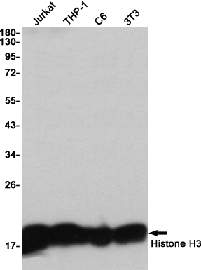 Histone H3 Rabbit mAb