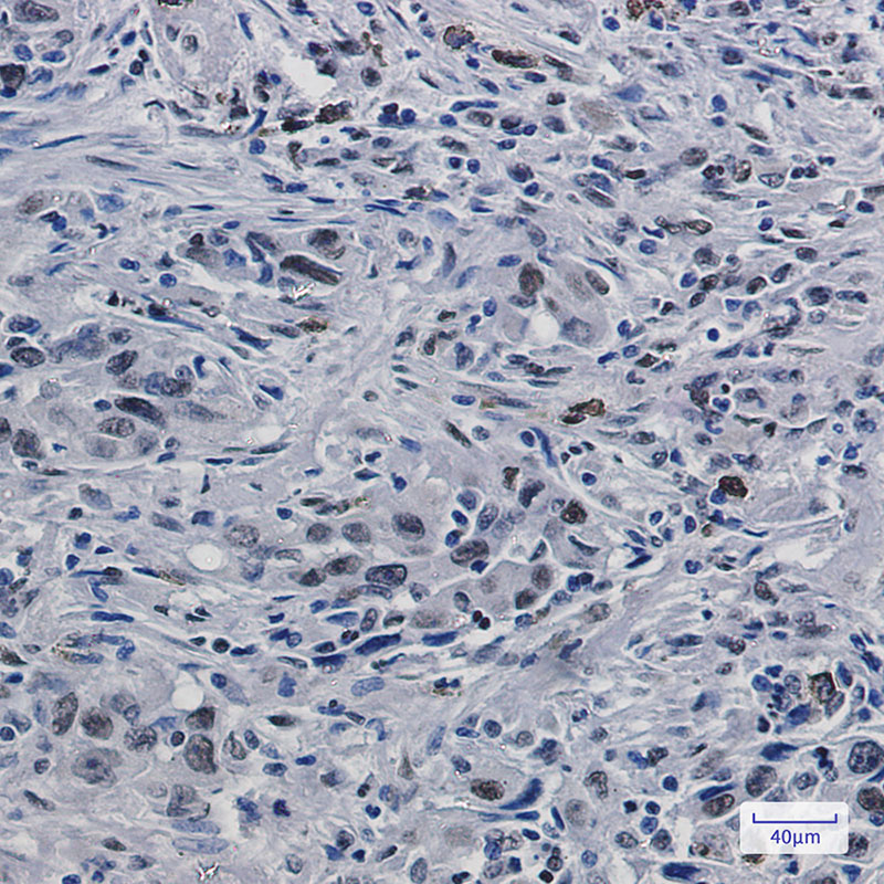 Histone H3.3 Rabbit mAb