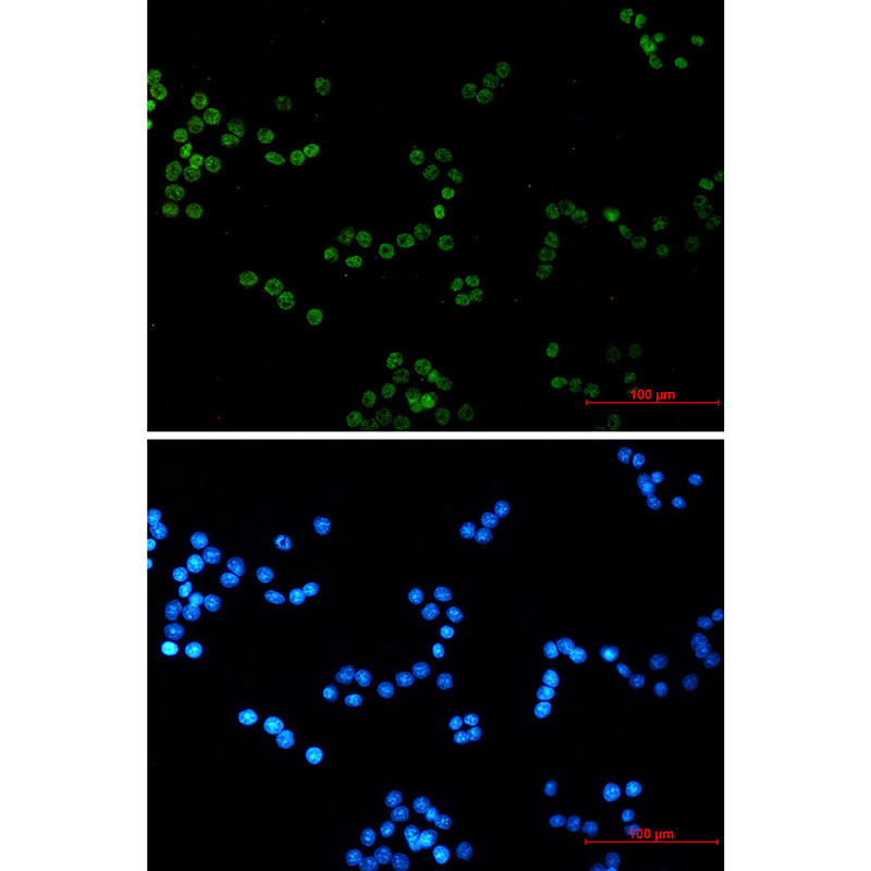 Histone H4 Rabbit mAb