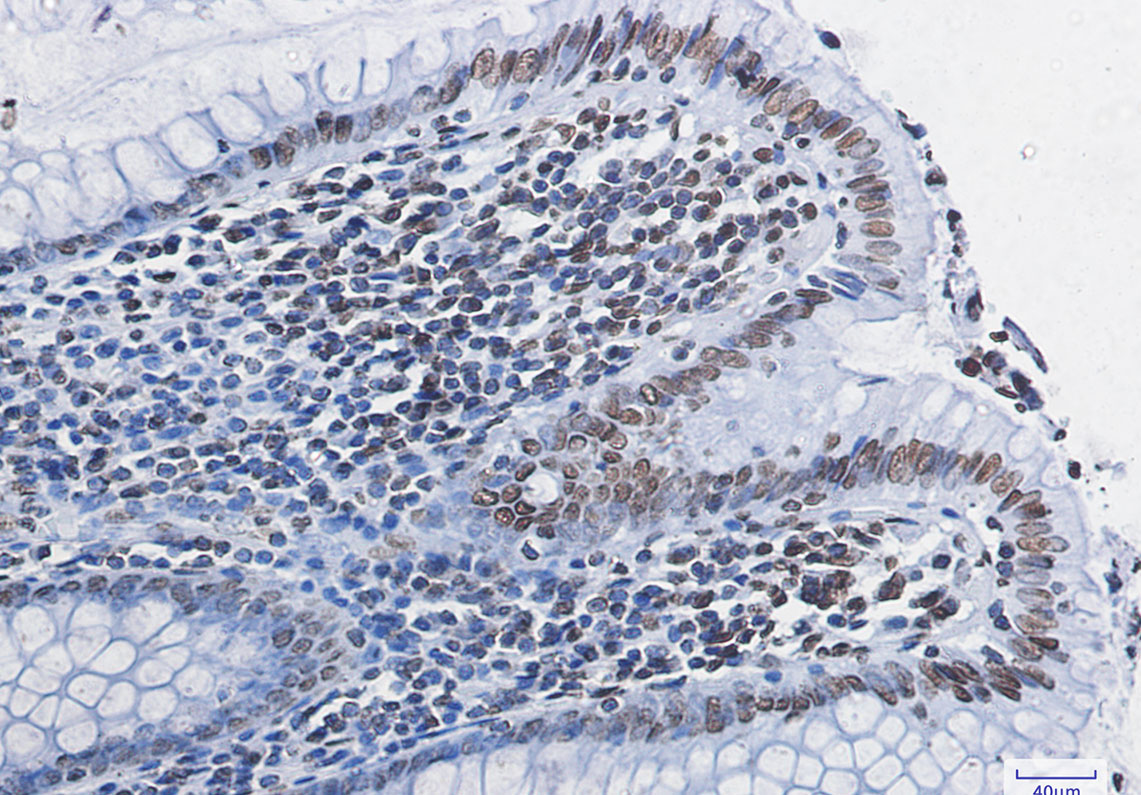 Histone H4 Rabbit mAb