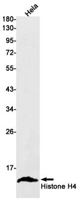 Histone H4 Rabbit mAb