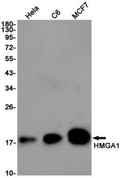 HMGA1 Rabbit mAb