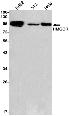 HMGCR Rabbit mAb