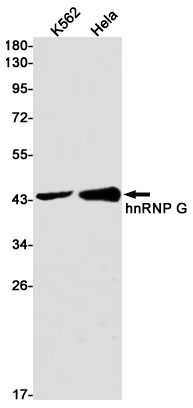 hnRNP G Rabbit mAb