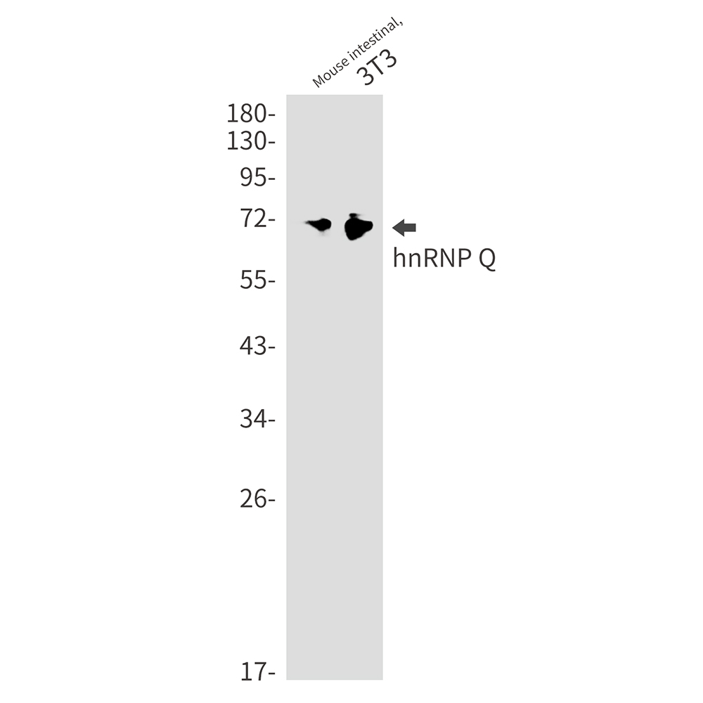 hnRNP Q Rabbit mAb