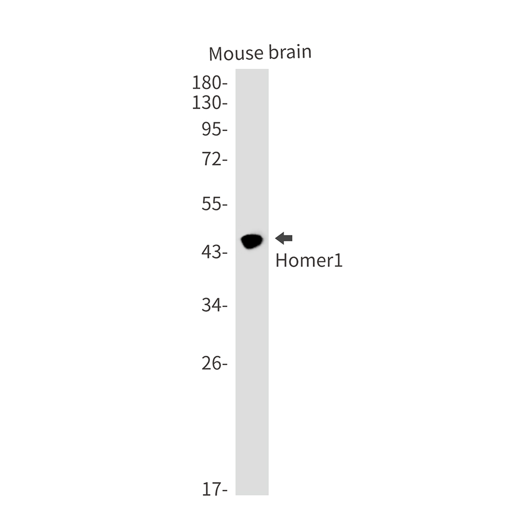 Homer1 Rabbit mAb