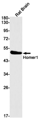 Homer1 Rabbit mAb