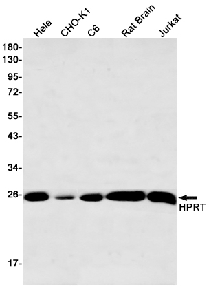 HPRT Rabbit mAb