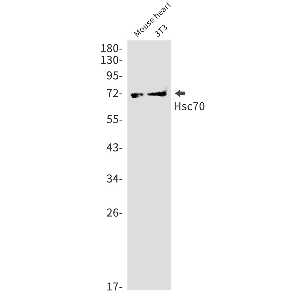 Hsc70 Rabbit mAb