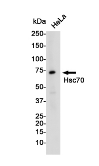 Hsc70 Rabbit mAb