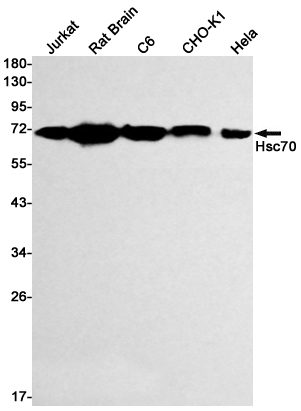 Hsc70 Rabbit mAb