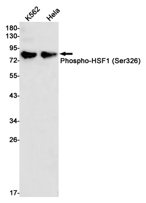 Phospho-HSF1 (Ser326) Rabbit mAb