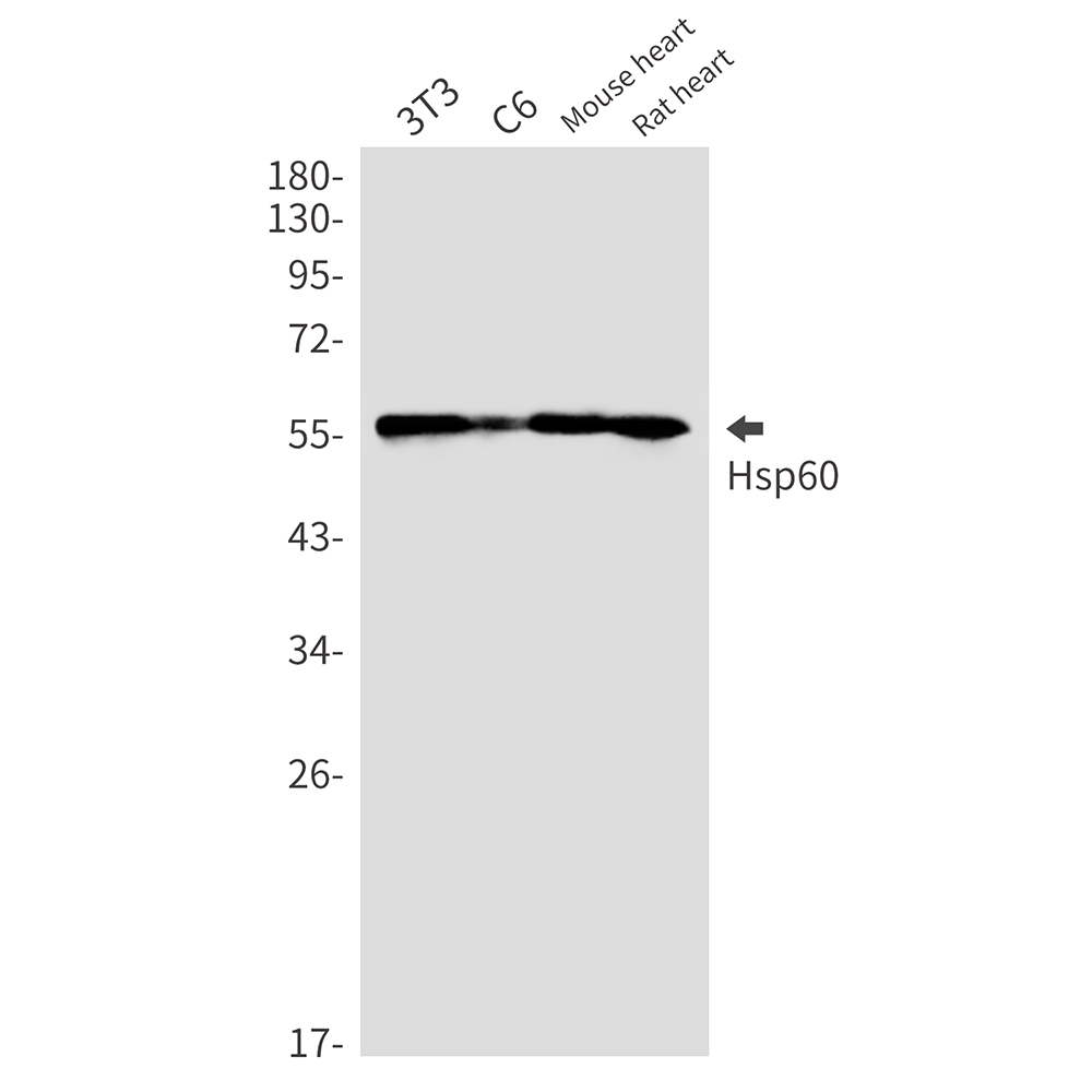 Hsp60 Rabbit mAb