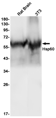 Hsp60 Rabbit mAb