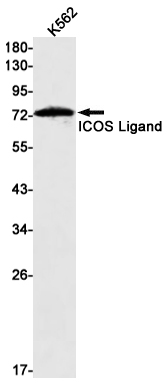 ICOS Ligand Rabbit mAb