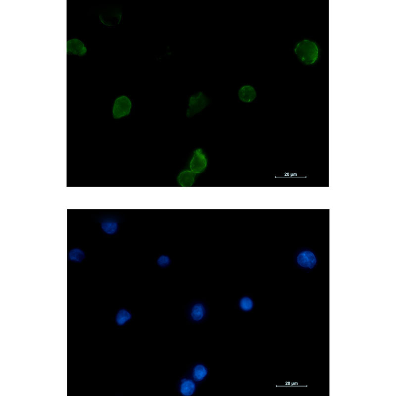 IFITM1 Rabbit mAb