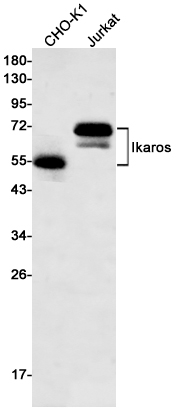 Ikaros Rabbit mAb