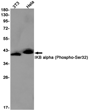 Phospho-IKB alpha (Ser32) Rabbit mAb