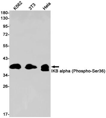 Phospho-IKB alpha (Ser36) Rabbit mAb