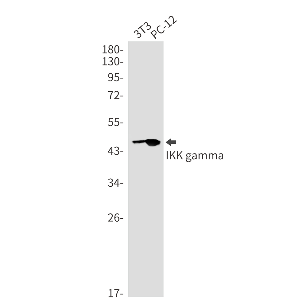 IKK gamma Rabbit mAb