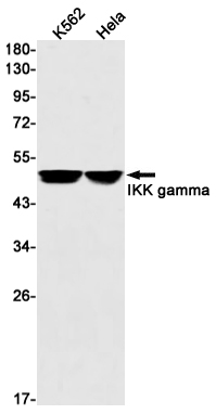 IKK gamma Rabbit mAb