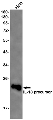 IL-18 Rabbit mAb