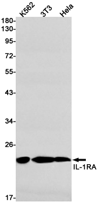 IL-1 Receptor Antagonist Protein Rabbit mAb