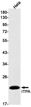 ITPA Rabbit mAb