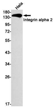 Integrin alpha 2 Rabbit mAb