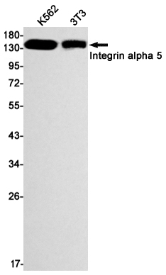 Integrin alpha 5 Rabbit mAb