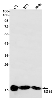 ISG15 Rabbit mAb