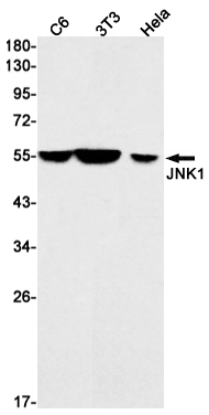 JNK1 Rabbit mAb