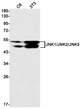 JNK Rabbit mAb