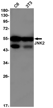 JNK2 Rabbit mAb