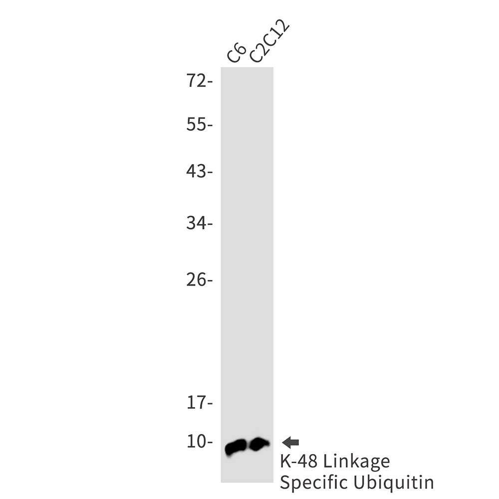 Ubiquitin K48 Rabbit mAb