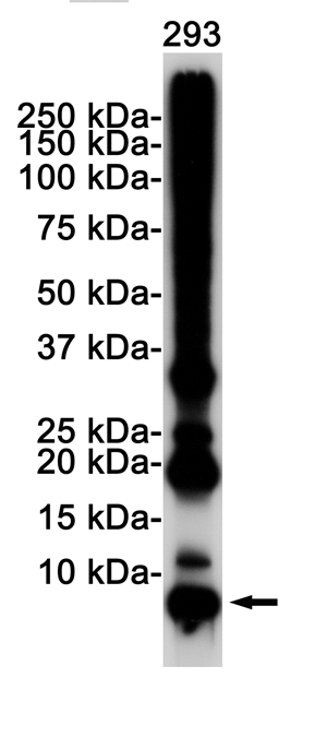 Ubiquitin K48 Rabbit mAb