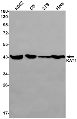 KAT1 Rabbit mAb