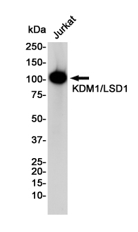 KDM1A Rabbit mAb