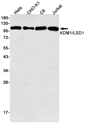 KDM1A Rabbit mAb