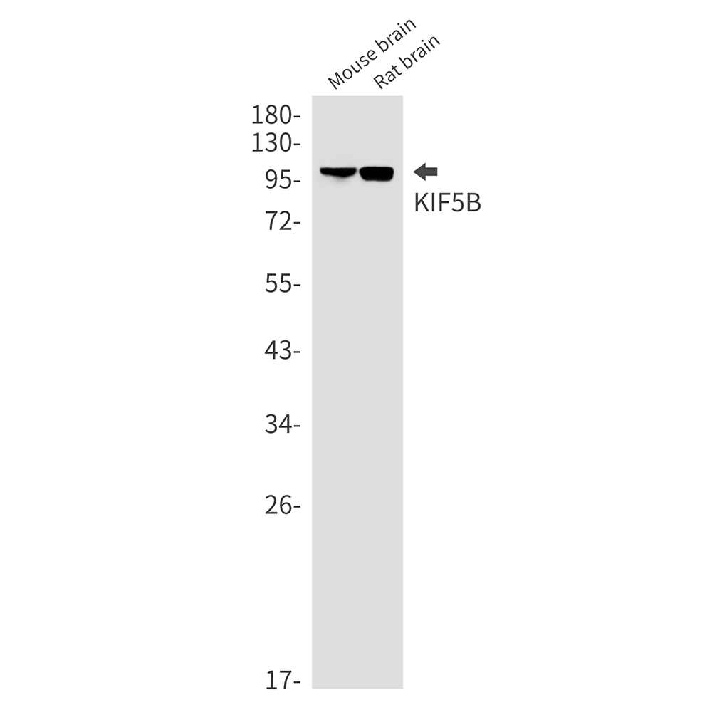 KIF5B Rabbit mAb