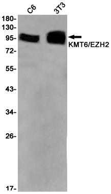 KMT6 Rabbit mAb