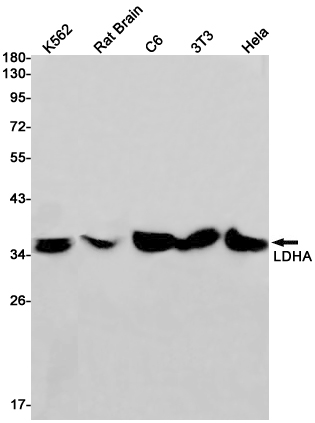 Lactate Dehydrogenase A Rabbit mAb