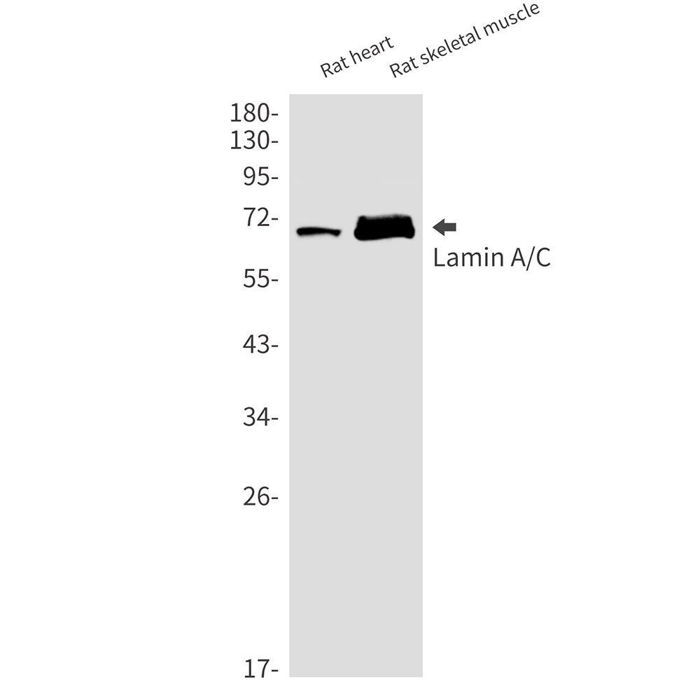 Lamin A/C Rabbit mAb